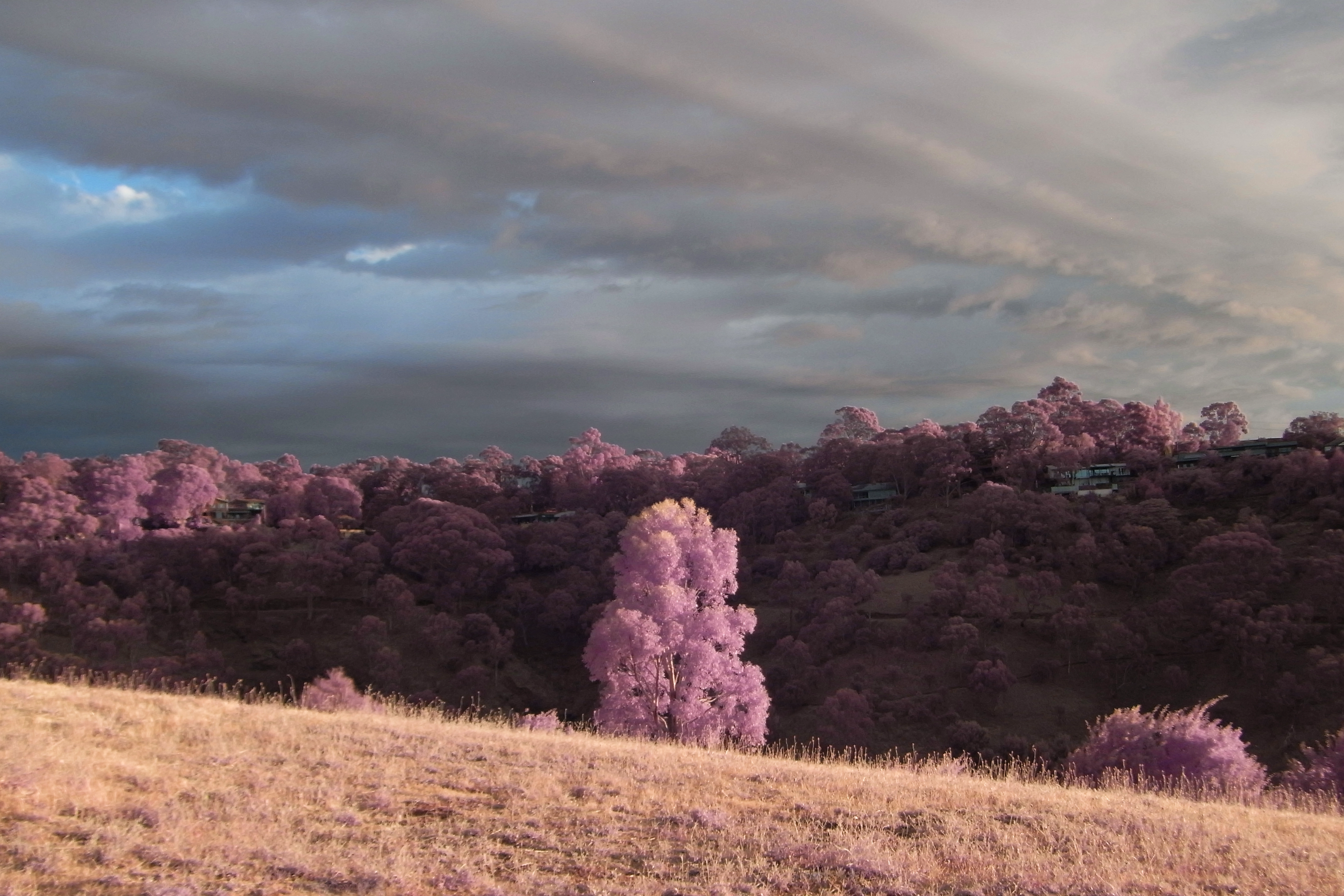 a full spectrum image, with fairy floss trees